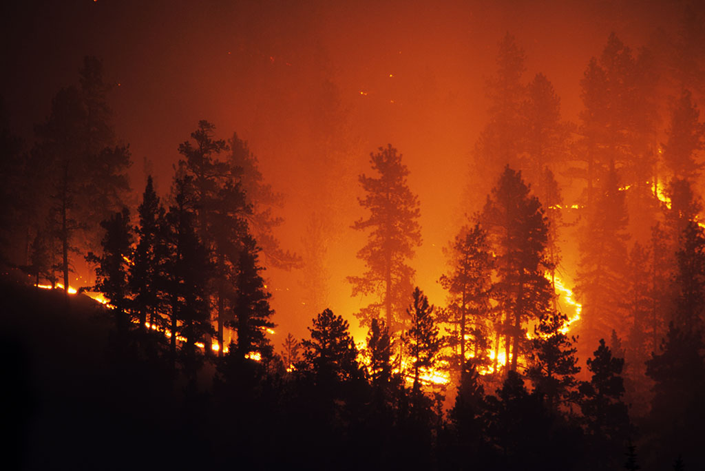 A forest Fire