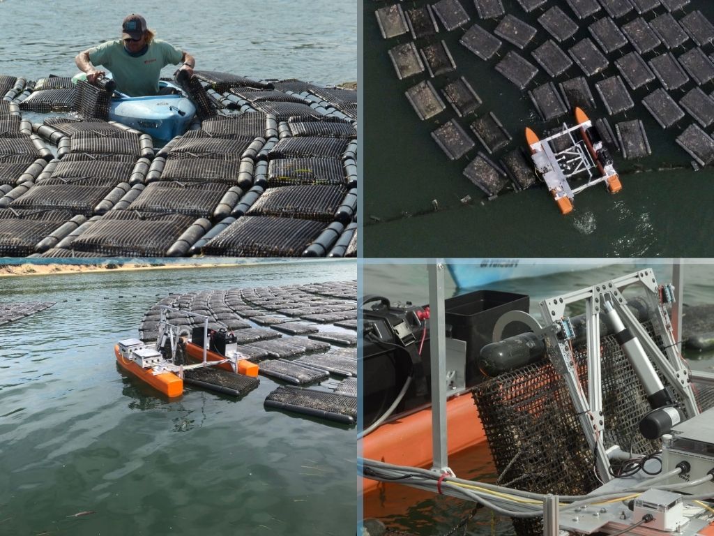 Collage of the oyster farming process