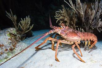 Lobster’s underbelly is as tough as industrial rubber