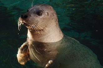 Artificial whisker reveals source of harbor seal’s uncanny prey-sensing ability