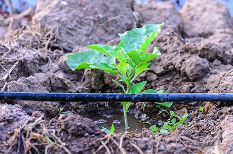 New design cuts costs, making drip irrigation affordable for farmers in the developing world