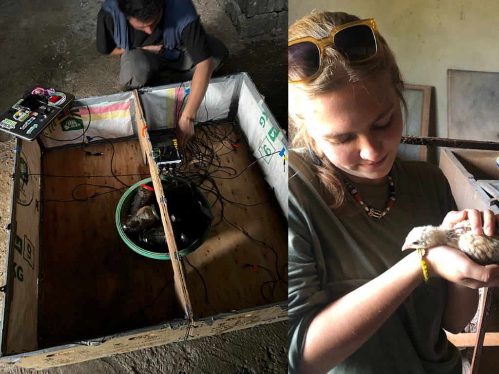 MIT D-Lab instructor Ahmad Zakka sets up a thermal sensor in a new low-cost brooder box located at the African Diaspora Council of Switzerland – Branch Cameroon (CDAS–BC)-operated farm in Afambassi, Cameroon. & girl holding chick