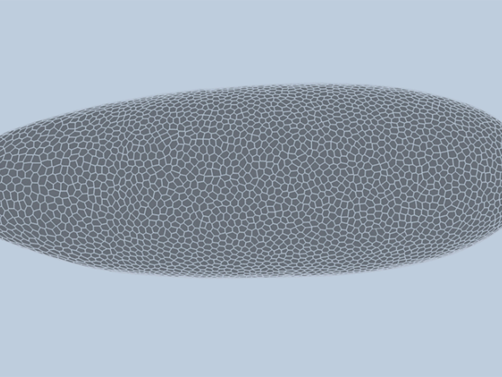  Deep-learning model predicts how fruit flies form, cell by cell