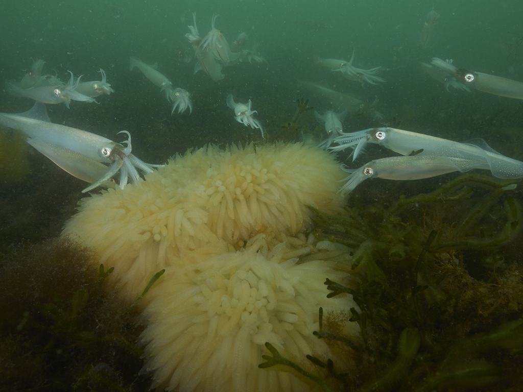 The secret love life of the longfin squid