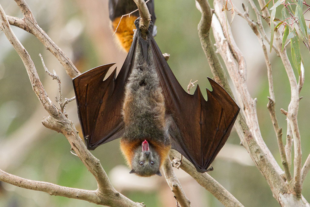 hairy-tongued bat