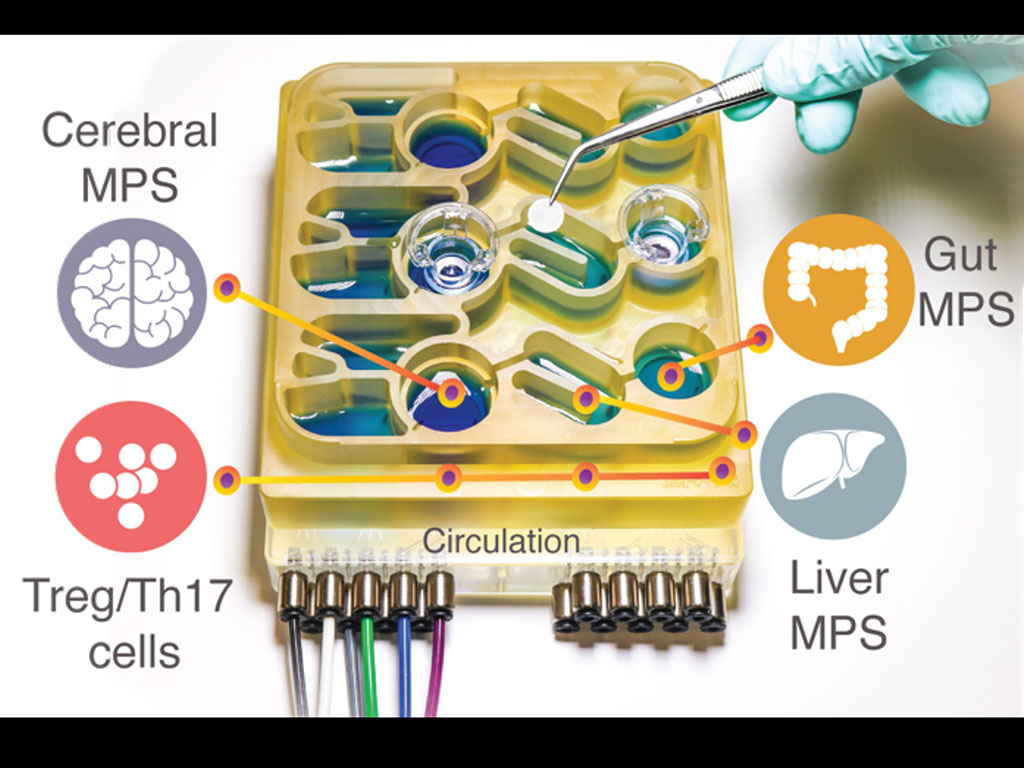 Illustration showing  an “organs-on-a-chip” system that replicates interactions between the brain, liver, and colon.