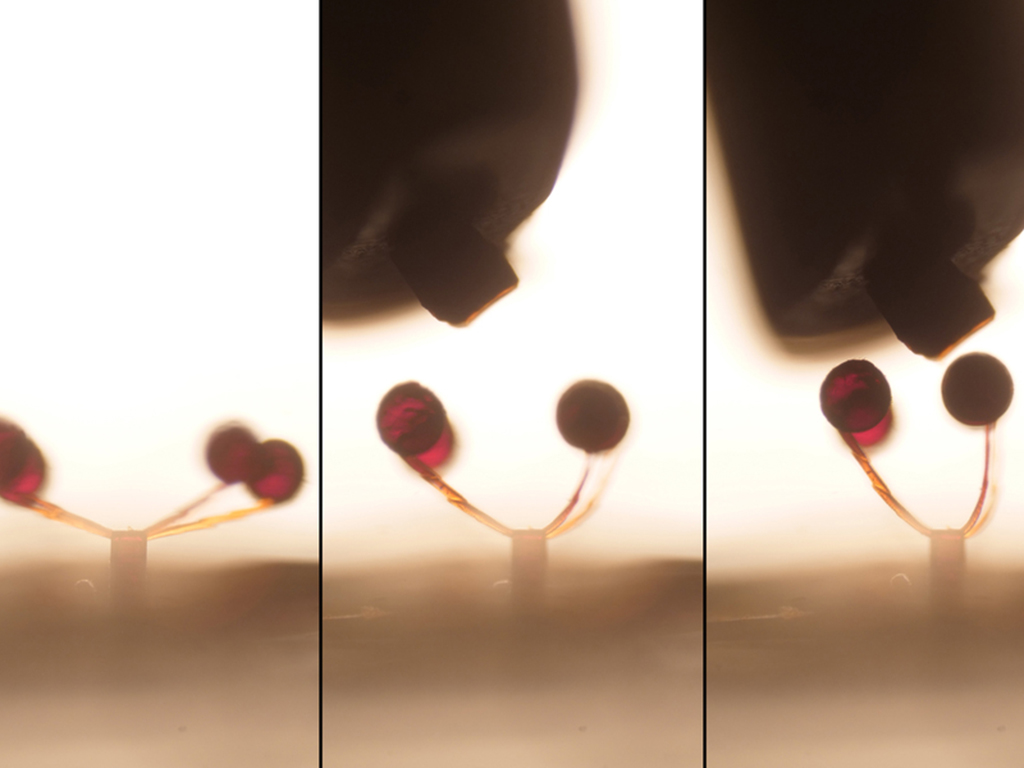  With a swipe of a magnet, microscopic “magno-bots” perform complex maneuvers