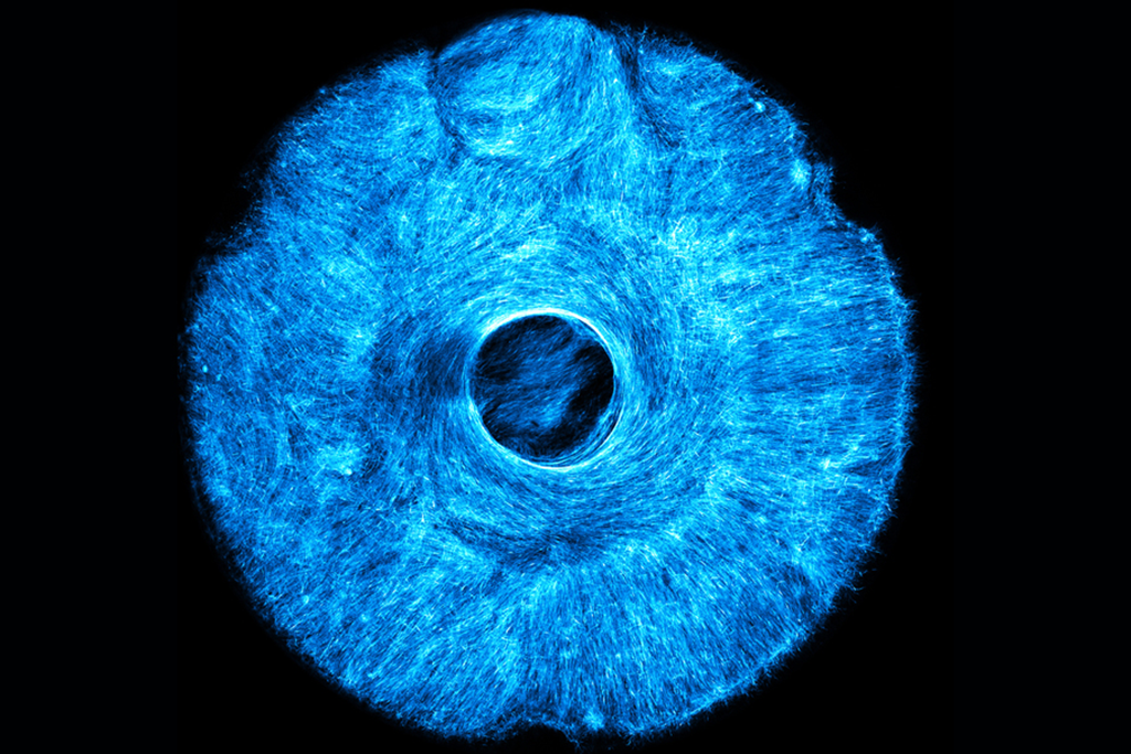 A blue image that looks like an iris.