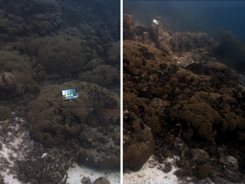 Imaging technique removes the effect of water in underwater scenes An image from SeaSplat, an underwater color correcting tool for images