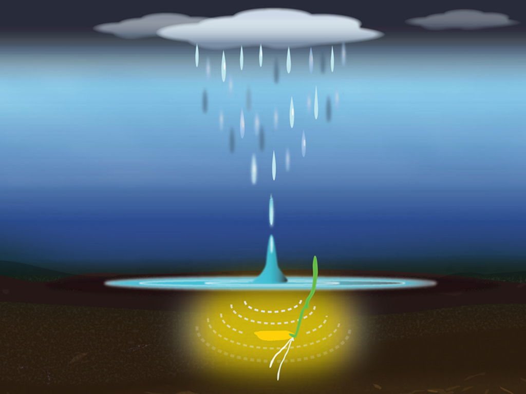 Plants can sense the sound of rain, a new study finds