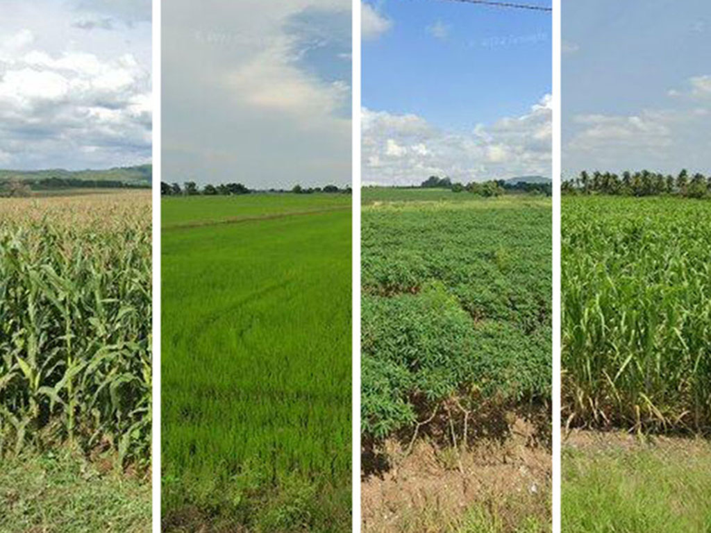 Four Google Street View photos show rice, cassava, sugarcane, and maize fields.