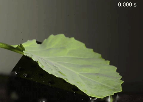 A leaf is sprayed with a clear liquid and large droplets form on the surface