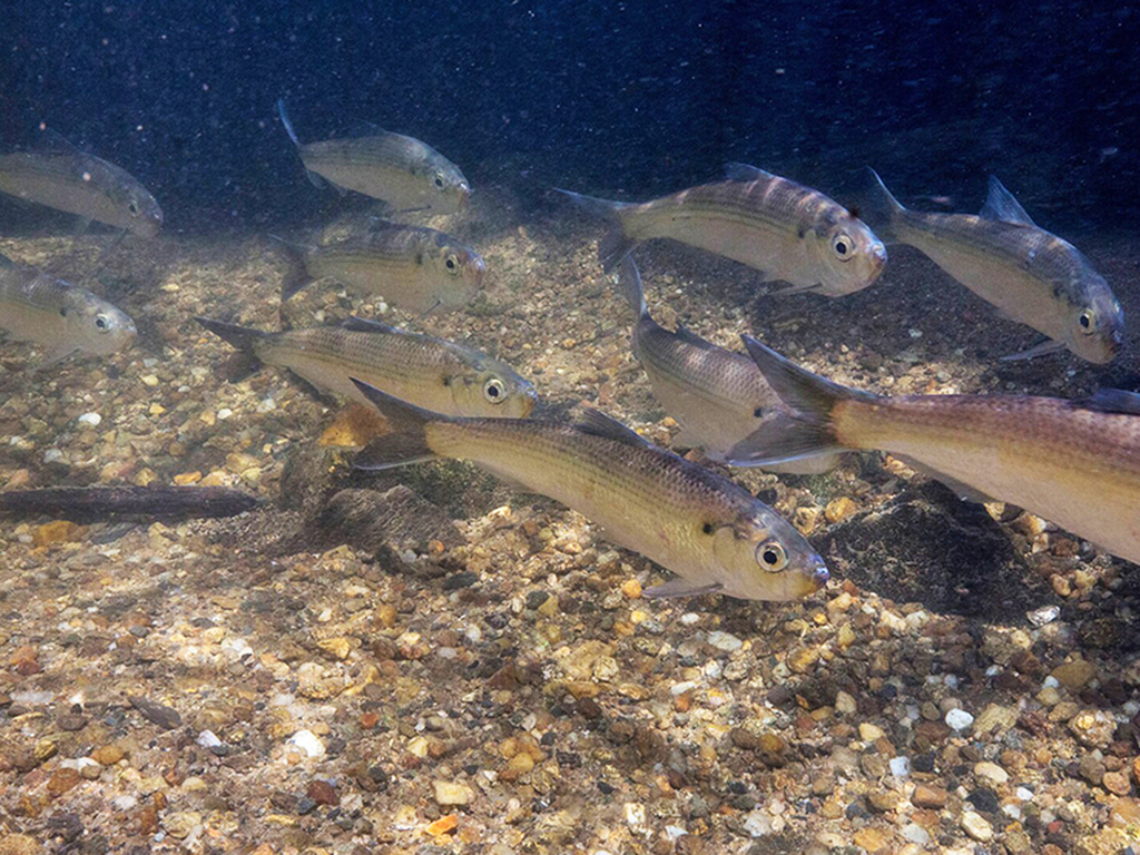 A group of alewife fish