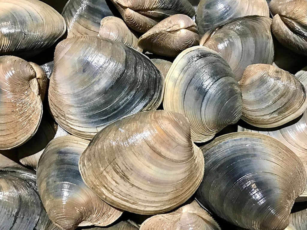 Turning the tide on Massachusetts shellfishing data