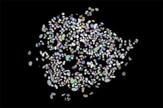 Synthetic Circuits Reveal the Key to Rewinding the Cellular Clock