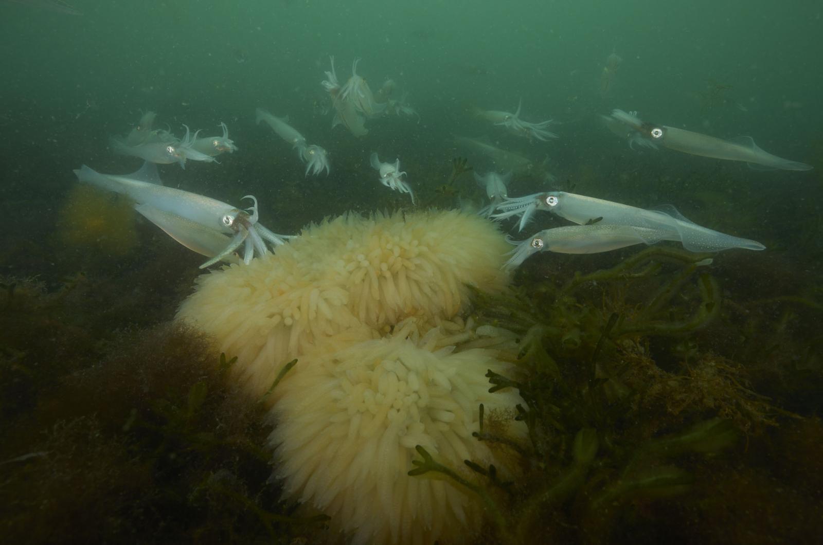 Boston Squid