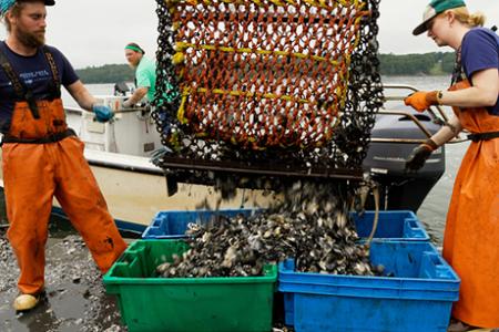 Carbon removal project supports Maine’s blue economy, broader marine health