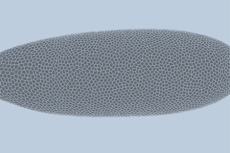 Deep-learning model predicts how fruit flies form, cell by cell