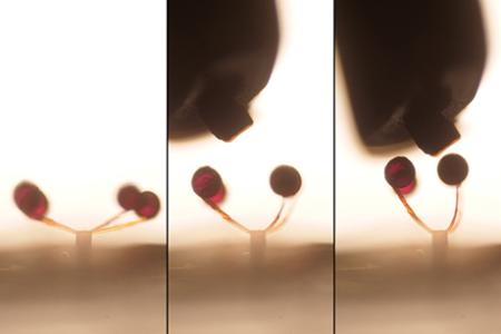 With a swipe of a magnet, microscopic “magno-bots” perform complex maneuvers
