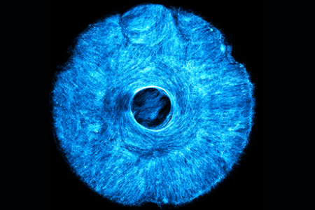 Artificial muscle flexes in multiple directions, offering a path to soft, wiggly robots