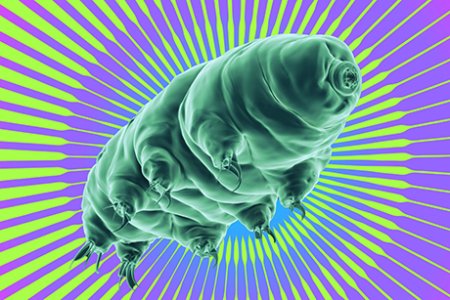 A protein from tiny tardigrades may help cancer patients tolerate radiation therapy