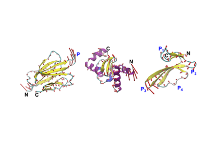 MIT engineers design proteins by their motion, not just their shape