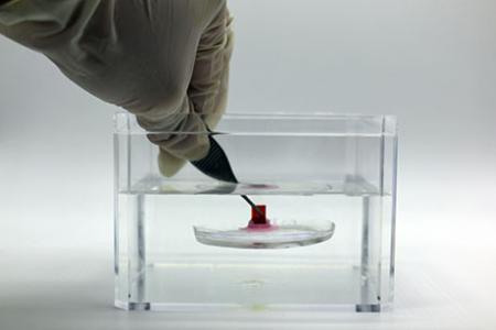 Adhesive inspired by hitchhiking sucker fish sticks to soft surfaces underwater