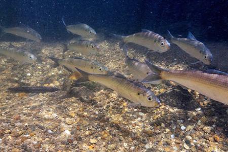 Augmenting citizen science with computer vision for fish monitoring