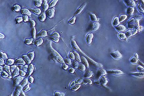 Researchers present novel, enzyme-free strategy for detaching cells from culture surfaces 