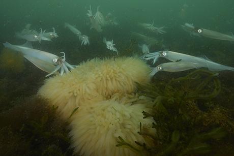 The secret love life of the longfin squid