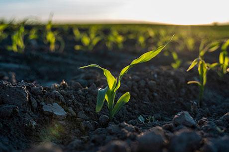 Making agriculture more resilient to climate change