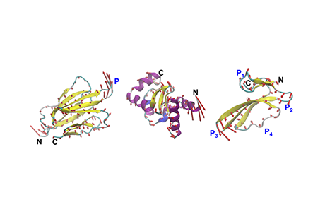 MIT engineers design proteins by their motion, not just their shape