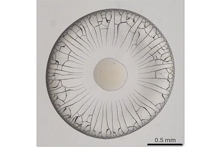 Crack densification in drying colloidal suspensions