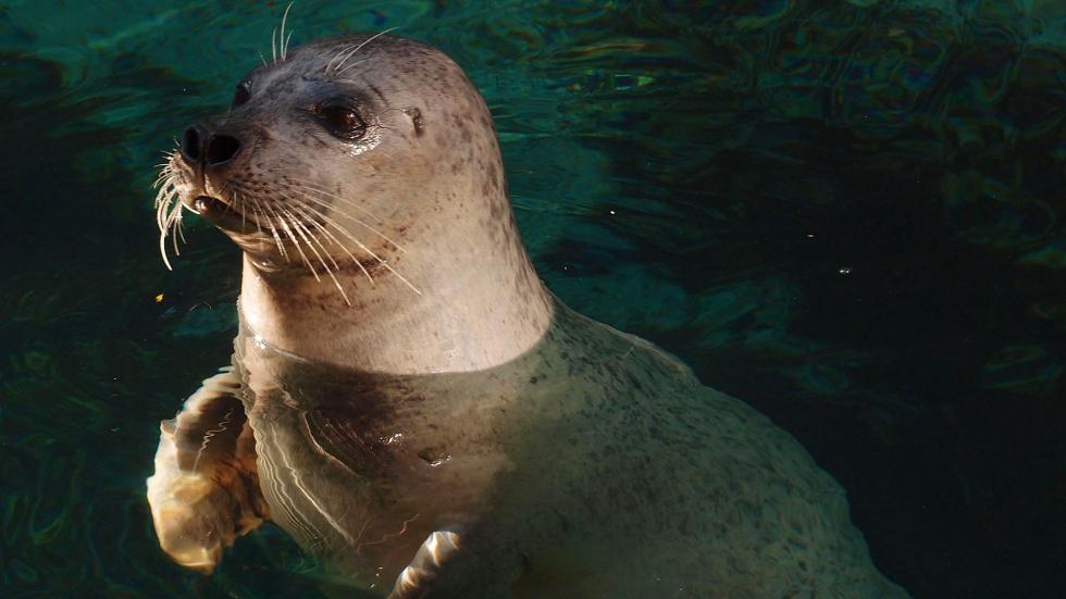 Seal-whisker-inspired Sensing 